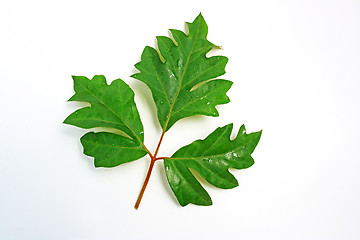 Image showing The green leafs