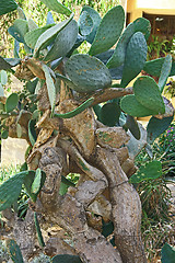 Image showing Green cactus