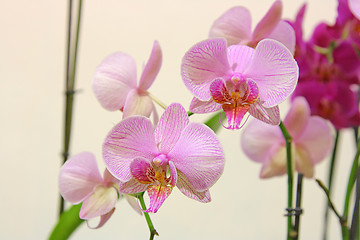 Image showing the beauty flowers