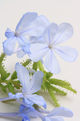 Image showing The blue flowers 