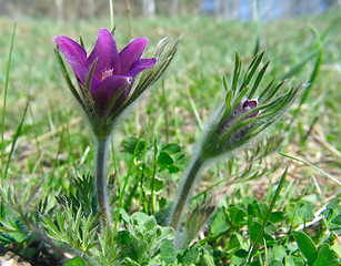 Image showing Pasque-flowers