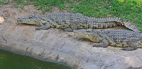 Image showing Green crocodile