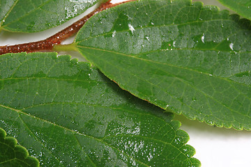 Image showing The green leafs