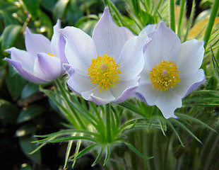 Image showing Pasque-flowers