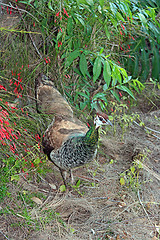 Image showing The peacock