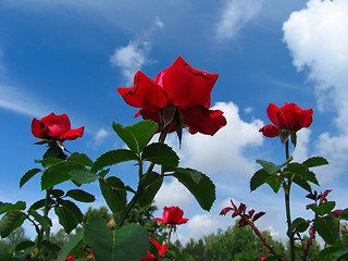 Image showing Rose-bush on blue sky background