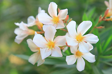 Image showing Spring flowers