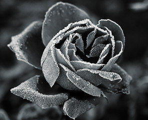 Image showing Rose under hoar-frost