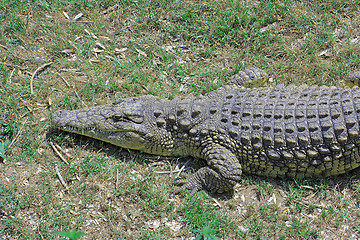 Image showing Green crocodile