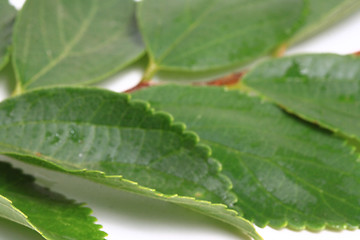 Image showing The green leafs