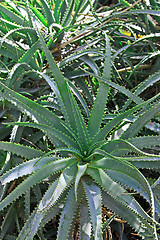 Image showing The green aloe