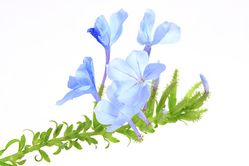 Image showing The blue flowers 