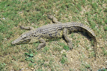 Image showing Green crocodile