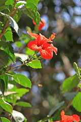 Image showing Red flower