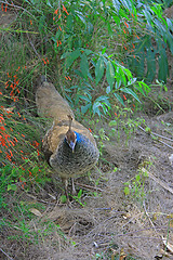 Image showing The peacock