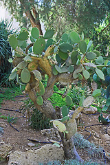 Image showing Green cactus