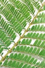 Image showing The green leafs