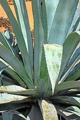 Image showing Green aloe