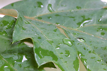 Image showing The green leafs