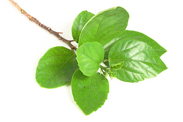 Image showing The green leafs