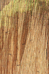 Image showing Straw texture