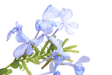 Image showing The blue flowers 