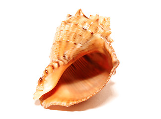 Image showing Cockleshell