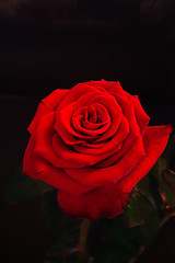 Image showing Red rose