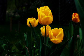 Image showing yellow tulips