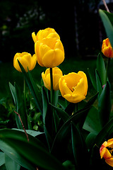 Image showing yellow tulips