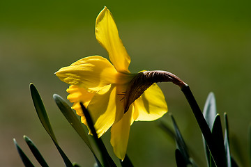 Image showing daffodil