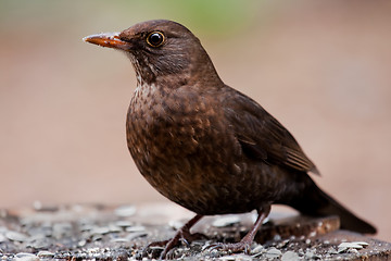 Image showing Young blackbird