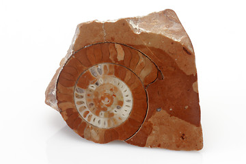 Image showing Ammonite