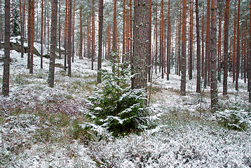 Image showing Spruce Tree In Wintry Forest