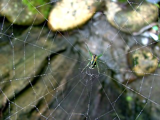 Image showing Green Spider