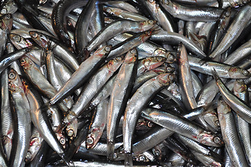 Image showing Anchovies