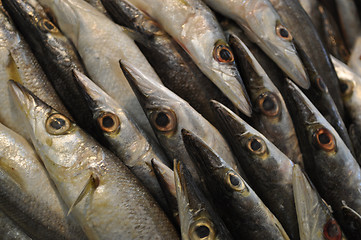 Image showing Garfish 