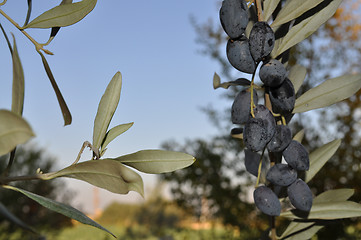 Image showing Black Olives 