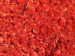 Image showing Red roses