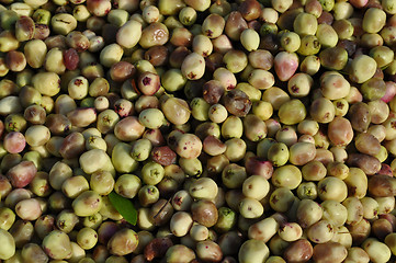 Image showing Small wild fruits