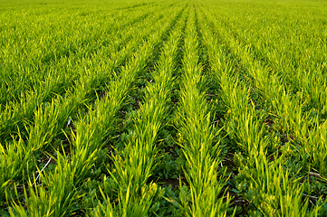 Image showing Winter wheat