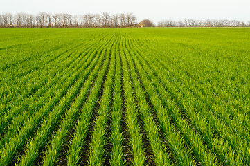 Image showing Winter wheat