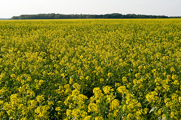 Image showing Field of Buckwheat