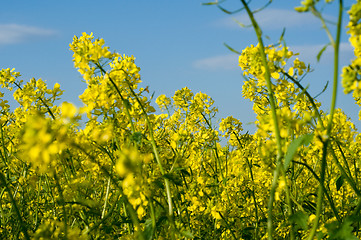 Image showing Field of Buckwheat