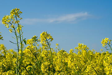 Image showing Field of Buckwheat