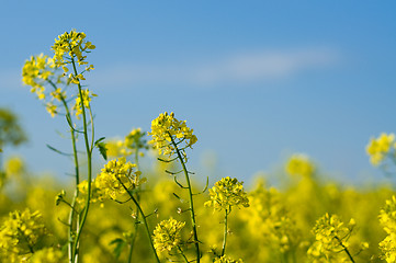 Image showing Field of Buckwheat