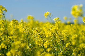 Image showing Field of Buckwheat