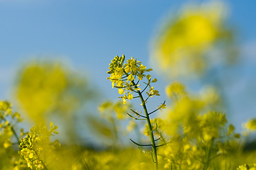 Image showing Field of Buckwheat