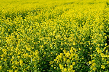 Image showing Field of Buckwheat