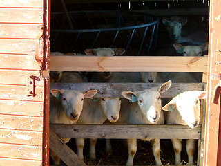 Image showing sheeps in stall